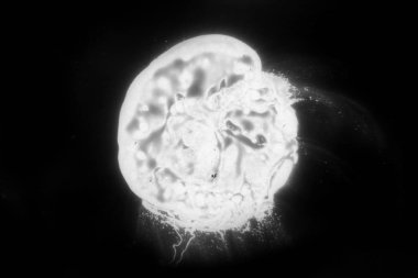 Soyut mürekkep arkaplanı. Mermer tarzı. Beyaz kağıda siyah boya dokusu. Ağ ve oyun tasarımı için duvar kağıdı. Grunge çamur sanatı. Kalem suyunun makro resmi. Koyu Smear.