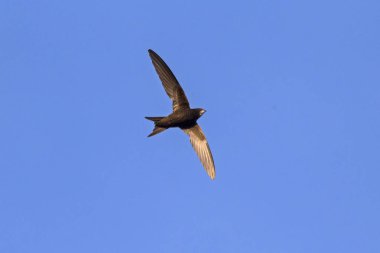 Uçan swift. Ortak Swift (Apus apus).
