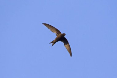 Uçan swift. Ortak Swift (Apus apus).