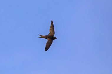 Uçan swift. Ortak Swift (Apus apus).