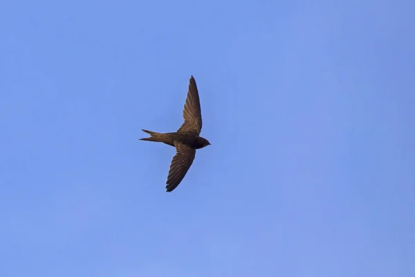 Voando Rápido Frequentes Swift Apus Apus — Fotografia de Stock