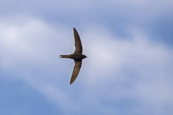 Voliamo Veloci Comune Swift Apus Apus — Foto Stock