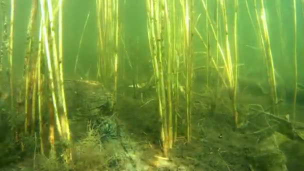 Rotaugen Barsche Rotbarsche Und Andere Süßwasserfische See — Stockvideo