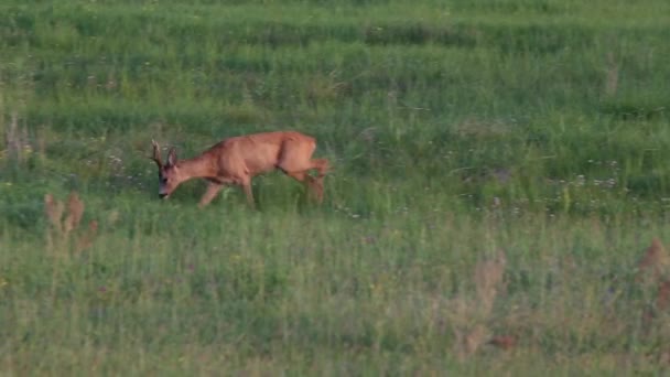 Ciervo Capreolus Capreolus Macho — Vídeos de Stock