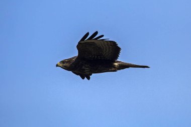 Bayağı şahin (Buteo buteo uçan)