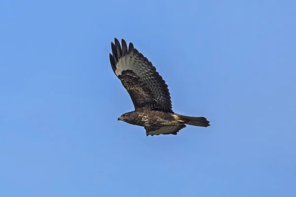 Flying Common Buzzard Buteo Buteo — Stock Photo, Image