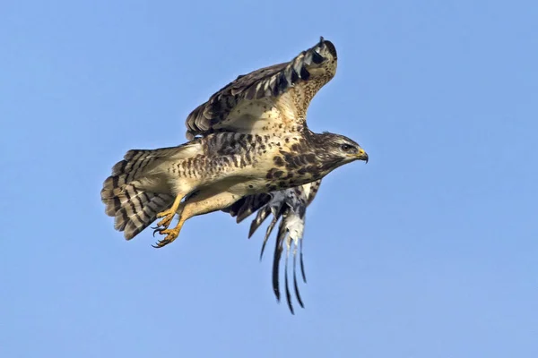 Volo Poiana Comune Buteo Buteo — Foto Stock