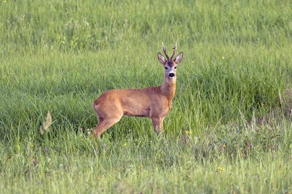 Ζαρκάδι Capreolus Capreolus Αρσενικό — Φωτογραφία Αρχείου