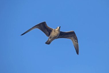 Mavi gökyüzüne uçan martı. Avrupa ringa martı (Larus argentatus).