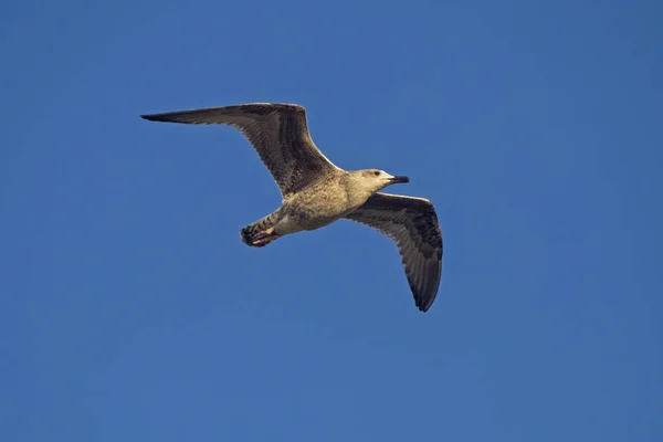 Möwe Fliegt Blauen Himmel Europäische Möwe Larus Argentatus — Stockfoto