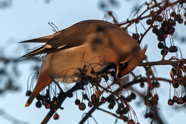 Boheemse Pestvogels Bombycilla Garrulus — Stockfoto