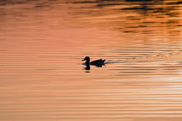 Lago Oro Mallard Nadando Lago Bajo Luz Del Atardecer — Foto de Stock