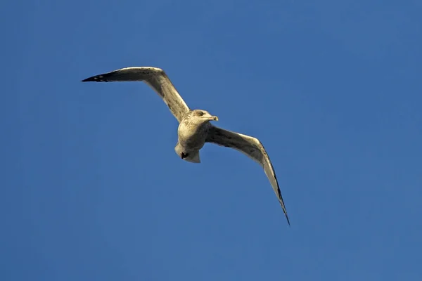 Gaivota Voando Céu Azul Gaivota Arenque Europeia Larus Argentatus — Fotografia de Stock