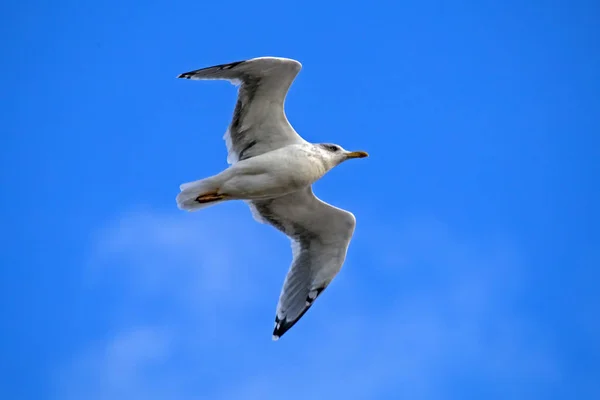 Mouette Volant Sur Ciel Bleu Goéland Argenté Larus Argentatus — Photo