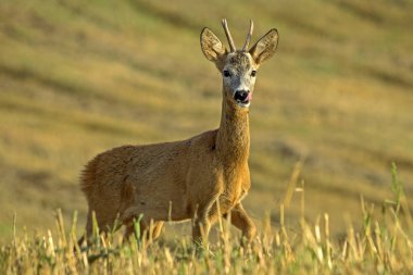 Genç karaca alanında Close-up. Karaca (Capreolus capreolus), erkek. Doğu Litvanya erken sonbahar.