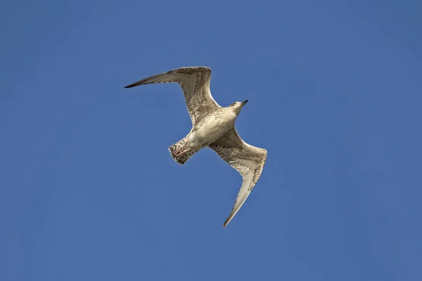 Чайка Летит Голубому Небу Европейская Сельдь Larus Argentatus — стоковое фото