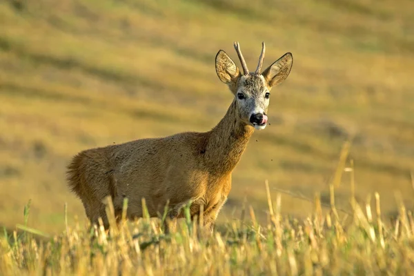 Primer Plano Los Jóvenes Corzos Campo Ciervo Capreolus Capreolus Macho —  Fotos de Stock