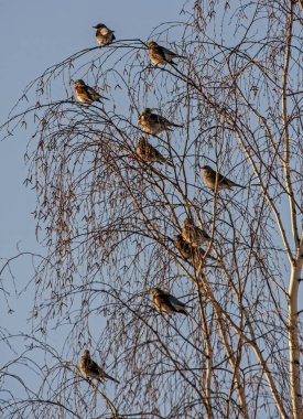 Birçok kuş ve ağaç üzerinde. Bohem İpekkuyruk (Bombycilla garrulus) ve Fieldfare (Turdus pilaris).