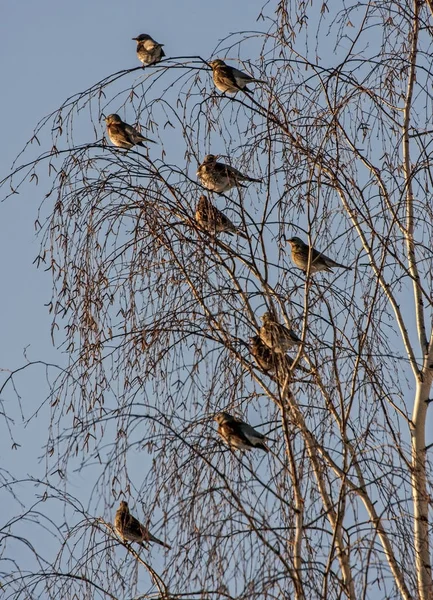 Många Fåglar Träd Bohemiska Sidensvansar Bombycilla Garrulus Och Björktrast Turdus — Stockfoto