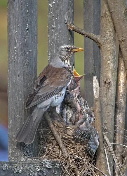 Damızlık Yuva Üzerinde Besleme Fieldfare Turdus Pilaris — Stok fotoğraf