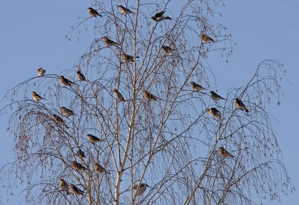 Muitos Pássaros Árvore Cera Boêmia Bombycilla Garrulus Fieldfare Turdus Pilaris — Fotografia de Stock