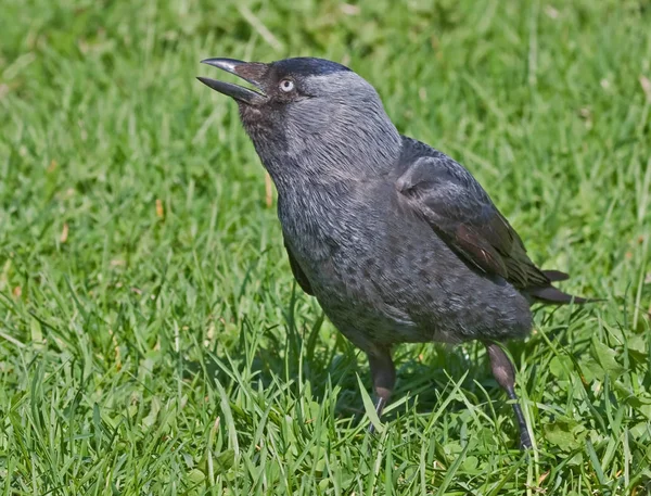 Jackdaw Coloeus Monedula Sentado Grama — Fotografia de Stock