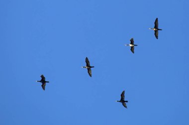 Mavi gökyüzüne uçan karabatak sürüsü. Büyük karabatak (Phalacrocorax carbo).