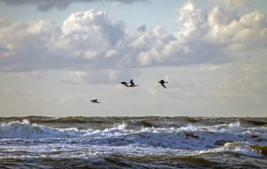 Deniz kuşları sürüsü dalgalar üzerinde uçar. Avrasya poyraz kuşugiller (Haematopus ostralegus) üzerinde Balticsea, Litvanya.