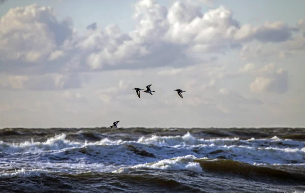 成群结队的海鸟在海浪上飞来飞去 立陶宛巴尔蒂西海的欧亚牡蛎捕手 Haematopus Op发痒 — 图库照片