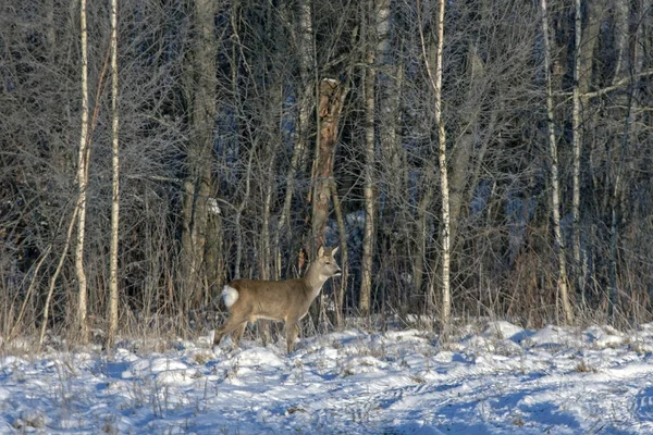 Roe Deer Capreolus Capreolus Winter Forest — Stock Photo, Image