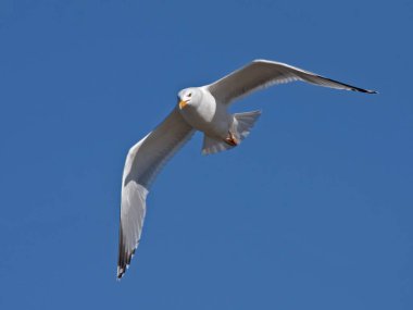 Mavi gökyüzüne uçan martı. Avrupa ringa martı (Larus argentatus).