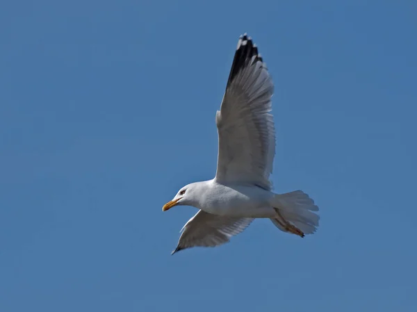 Gabbiano Che Vola Sul Cielo Blu Gabbiano Aringa Europea Larus — Foto Stock