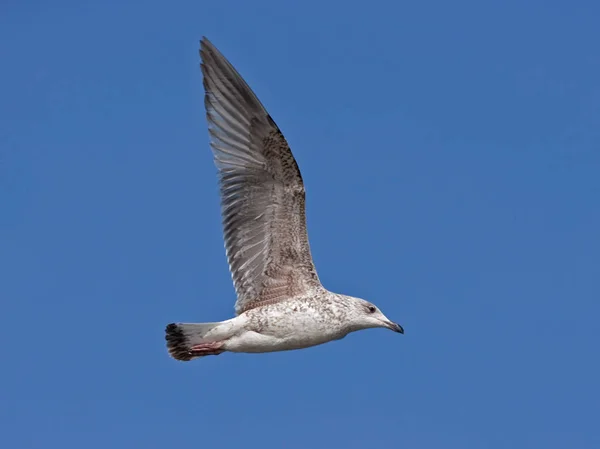 Чайка Летит Голубому Небу Европейская Сельдь Larus Argentatus — стоковое фото