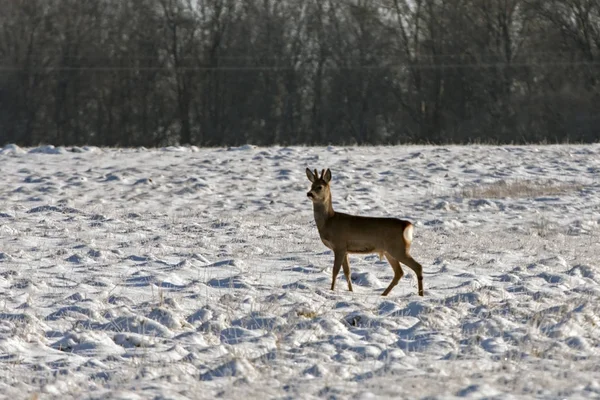 Roe Deer Capreolus Capreolus Winter Field — Stock Photo, Image