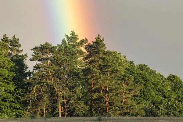 Rainbow over the forest. Agricultural landscape in eastern Lithuania.