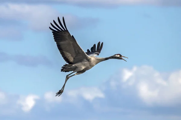 Quítate Grúa Grúa Común Grúa Eurasiática Grus Grus — Foto de Stock