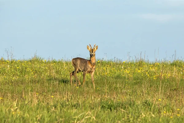 Primer Plano Los Jóvenes Corzos Campo Ciervo Capreolus Capreolus Macho —  Fotos de Stock