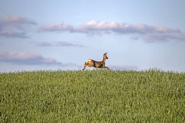 Ciervo Saltando Campo Ciervo Capreolus Capreolus Hembra —  Fotos de Stock