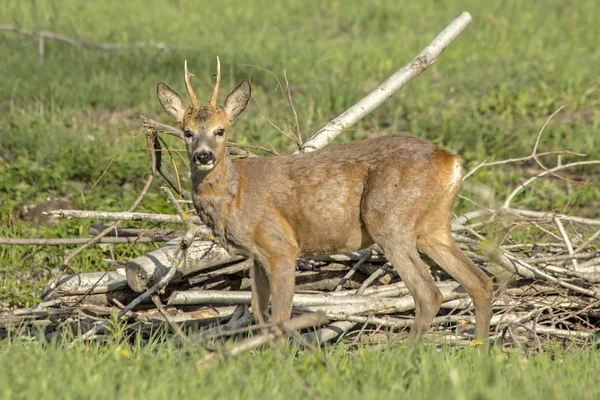 Close-up of young roe deer in the field. Roe deer (Capreolus capreolus), male.