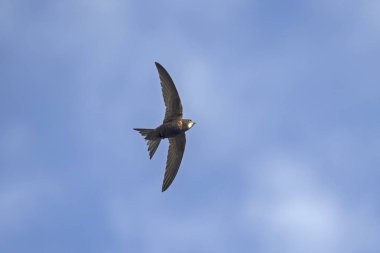 Uçan swift. Ortak Swift (Apus apus).
