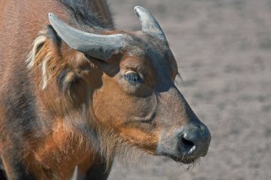 Afrika Orman Buffalo (Syncerus caffer nanus). Bioparc, Valencia, İspanya