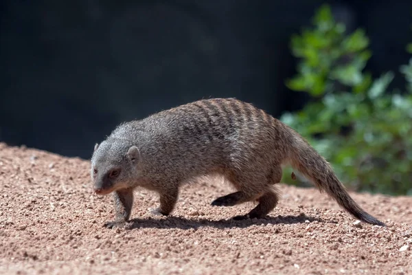 Mangusto Anão Comum Helogale Parvula Bioparc Valência Espanha — Fotografia de Stock