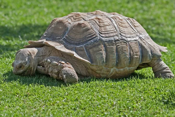 Želva Obrovská Aldabrachelys Gigantea — Stock fotografie