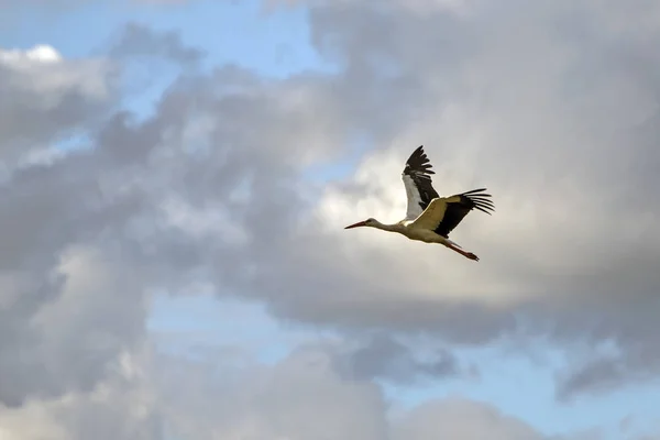 Cegonha Branca Voadora Ciconia Ciconia — Fotografia de Stock