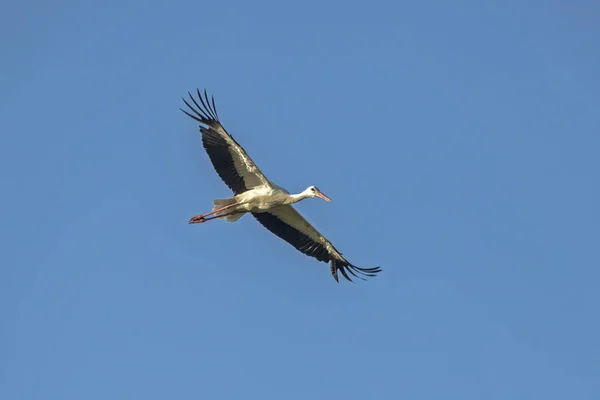 Cigüeña Blanca Voladora Ciconia Ciconia — Foto de Stock