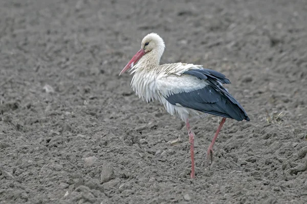 White Stork Ciconia Ciconia Spring Field — Stock Photo, Image