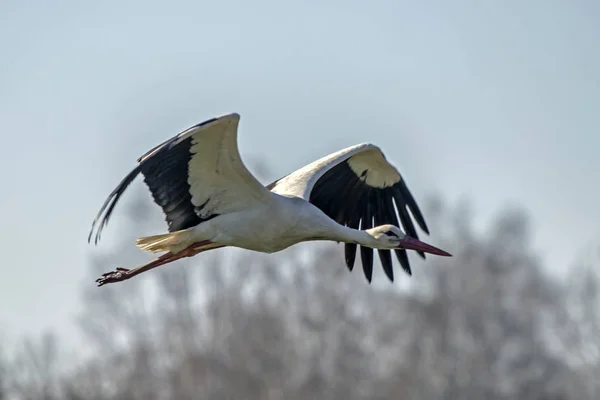 Cigüeña Blanca Voladora Ciconia Ciconia — Foto de Stock