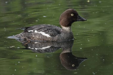 Ortak Goldeneye (Bucephala clangula), kadın