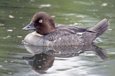 Ortak Goldeneye (Bucephala clangula), kadın