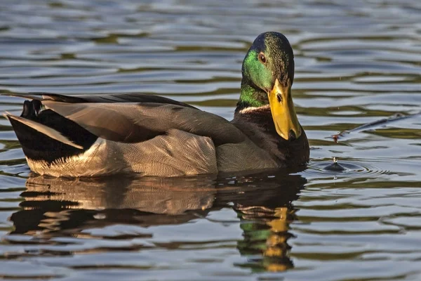 Nádherná Drakeová Plavala Jezeře Mallard Nebo Divoká Kachna Anas Platyrhynchos — Stock fotografie